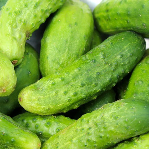 Cucumber, Morden Early (Organically Grown Seeds)
