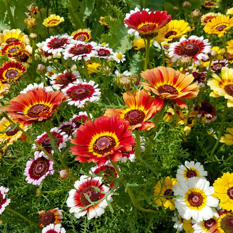 Chrysanthemum, Fancy Pants Mix (Certified Organic Seeds)
