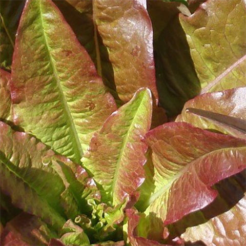 Lettuce (Leaf), 'Les Oreilles du Diable' Deer Tongue (Organically Grown Seeds)