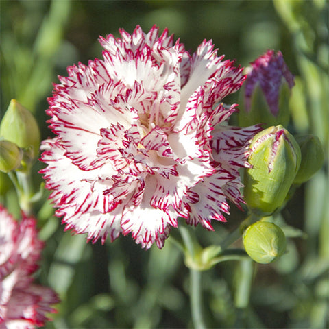 Dianthus, Chabaud Benigna (Organically Grown Seeds)