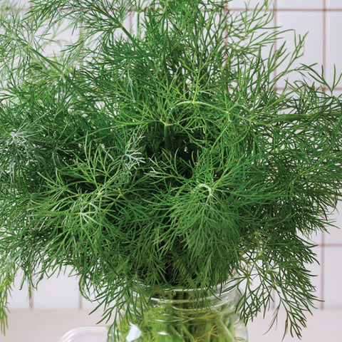 Dill, Greensleeves (Organically Grown Seeds)