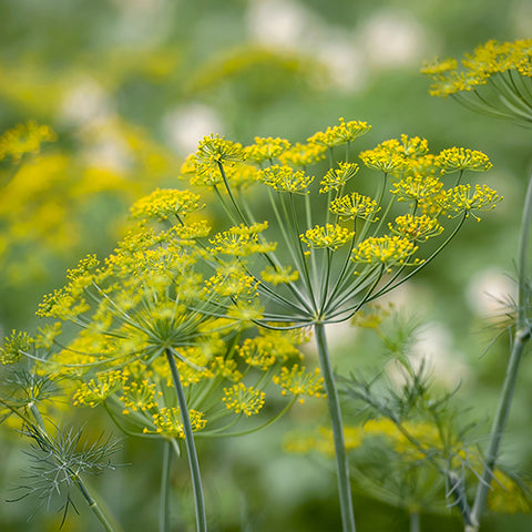 Dill, Mount Adams (Organically Grown Seeds)
