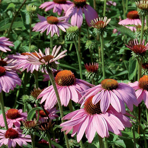 Echinacea Purpurea (Purple Coneflower) Seeds