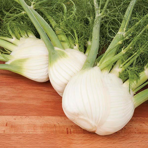 Fennel, Preludio F1 (Certified Organic Seeds)