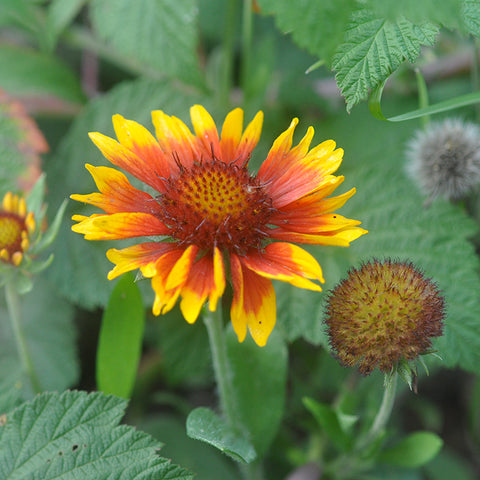 Gaillardia (Blanket Flower) (Organically Grown Seeds)