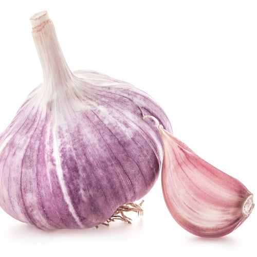 Bulbs - Garlic, Duganskij  OG - PREORDER
