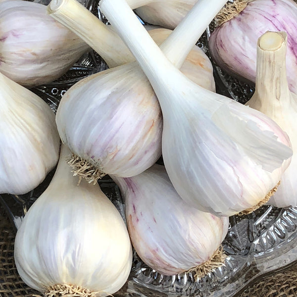 Bulbs - Garlic, Red Russian (Certified Organic) - PREORDER