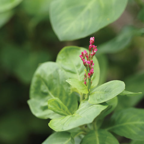 Japanese Indigo (Organically Grown Seeds)
