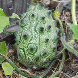 Cucumber, Jelly Melon (Organically Grown Seeds) (SGH)