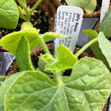 Cucumber, Jelly Melon (Organically Grown Seeds) (SGH)