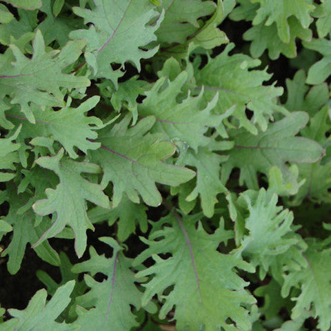 Kale, Red Russian - Bulk Pack (Organically Grown Seeds)