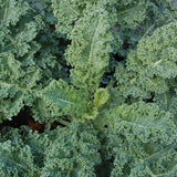 Kale, Dwarf Blue Scotch (Vates) (Organically Grown Seeds)