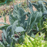 Kale, Lacinato Dinosaur - Bulk Pack (Organically Grown Seeds)