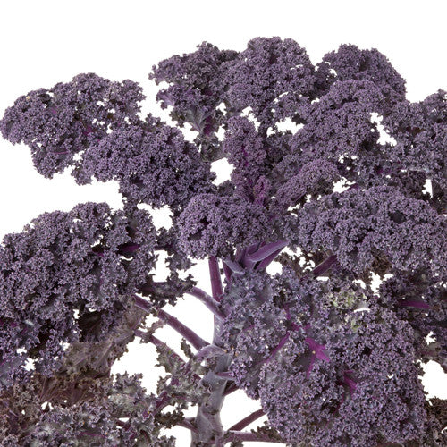 Kale, Scarlet (Certified Organic Seeds)