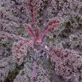 Kale, Scarlet (Certified Organic Seeds)
