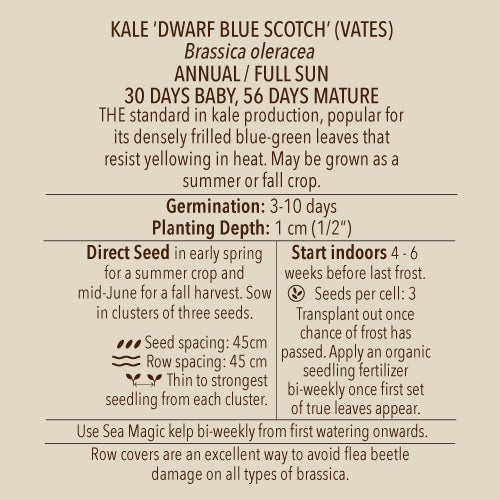Kale, Dwarf Blue Scotch (Vates) (Organically Grown Seeds)