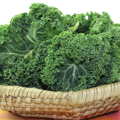 Kale, Dwarf Blue Scotch (Vates) (Organically Grown Seeds)