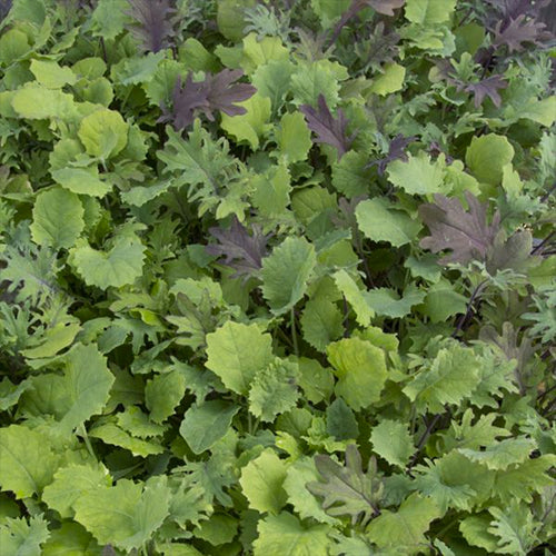 Kale, Ironman Mix (Certified Organic Seeds)