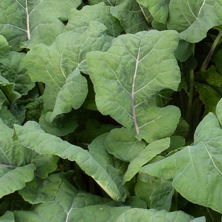 Kale, Madeley Round Leaf (Organically Grown Seeds)