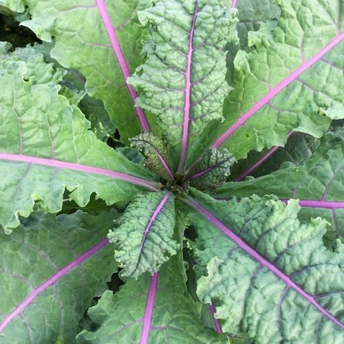 Kale, Rainbow Lacinato (Organically Grown Seeds)
