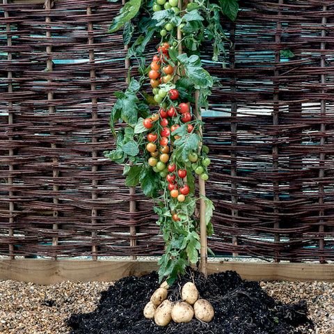 Ketchup N' Fries Plant at Sage Garden