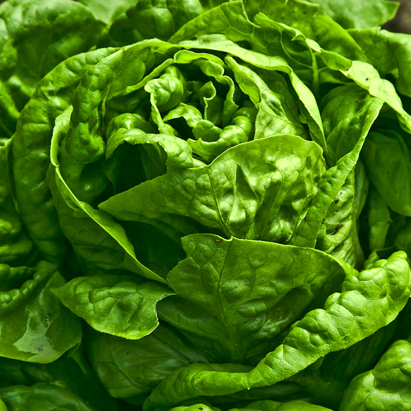 Lettuce (Romaine), Winter Wonderland (Organically Grown Seeds)