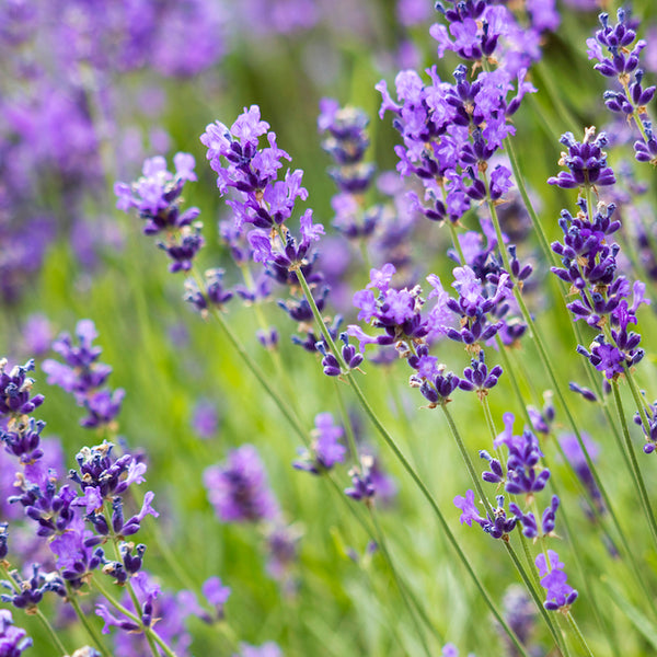 Lavender, Munstead (Organically Grown Seeds)