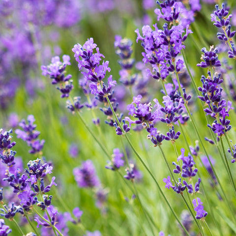 Lavender, Munstead (Organically Grown Seeds)