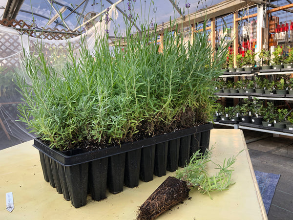 50 cell super deep plug tray at Sage Garden