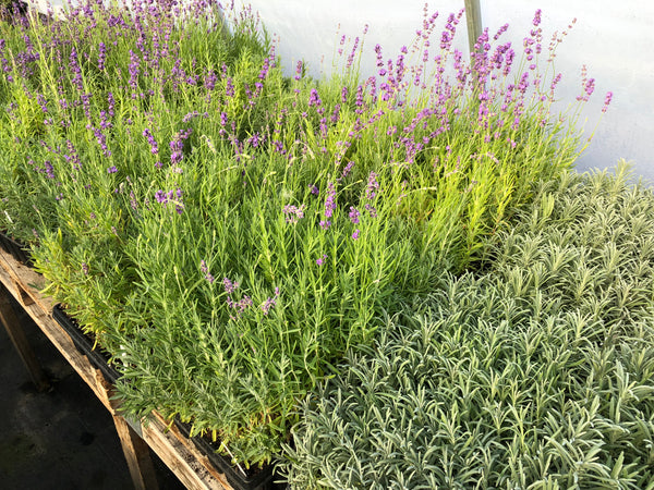 Lavender 50 cell plug trays in Geothermal greenhouse at Sage Garden