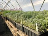 Lavender plug trays in Geothermal greenhouse at Sage Garden