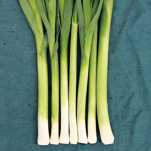 Leek, Alto (Certified Organic Seeds)