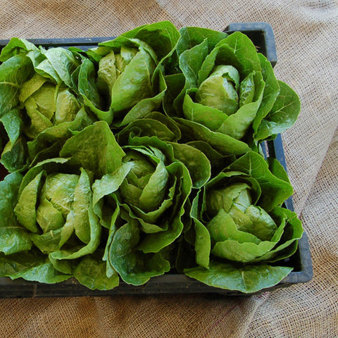 Lettuce (Romaine), Green Towers (Certified Organic Seeds)