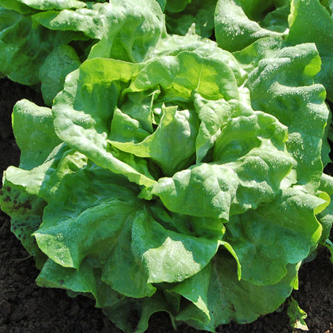 Lettuce (Butterhead), Optima (Organically Grown Seeds)