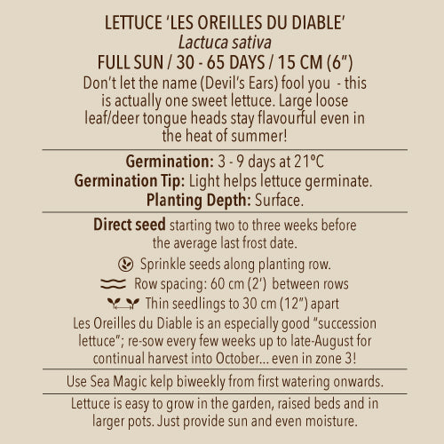 Lettuce (Leaf), 'Les Oreilles du Diable' Deer Tongue (Organically Grown Seeds)