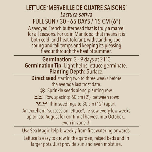 Lettuce (Butterhead), Merveille de Quatre Saisons (Organically Grown Seeds)