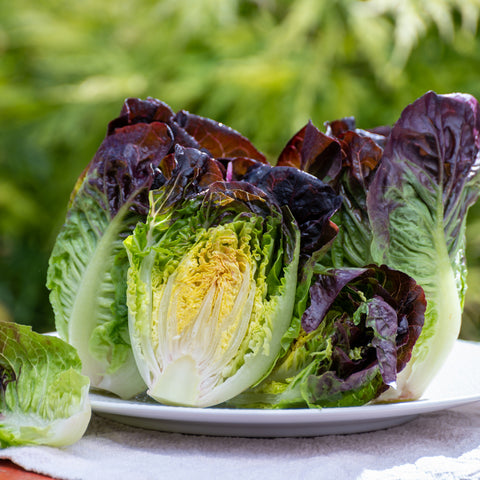 Lettuce (Romaine), Pomegranate Crunch (Organically Grown Seeds)