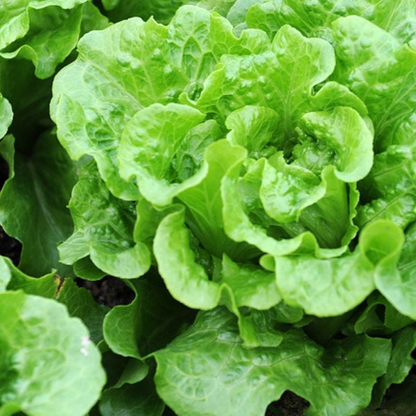 Lettuce (Batavian), Anuenue (Organically Grown Seeds)