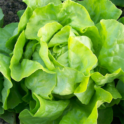 Lettuce (Butterhead), Capitan Bibb (Organically Grown Seeds)