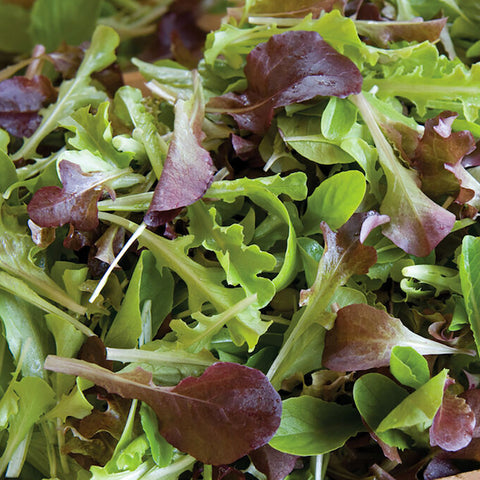 Lettuce (Blend), Encore Mix (Organically Grown Seeds)