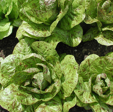 Lettuce (Romaine), Freckles (Certified Organic Seeds)