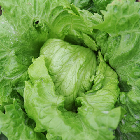 Lettuce (Crisphead), Crispino (Organically Grown Seeds)