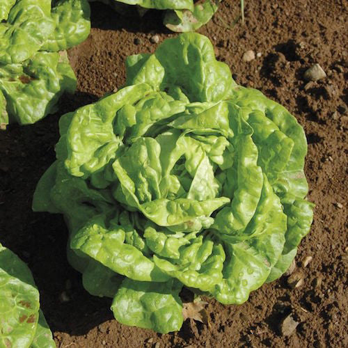 Lettuce, Kweik Organic Seeds