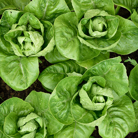 Lettuce (Romaine), Little Gem (Organically Grown Seeds)