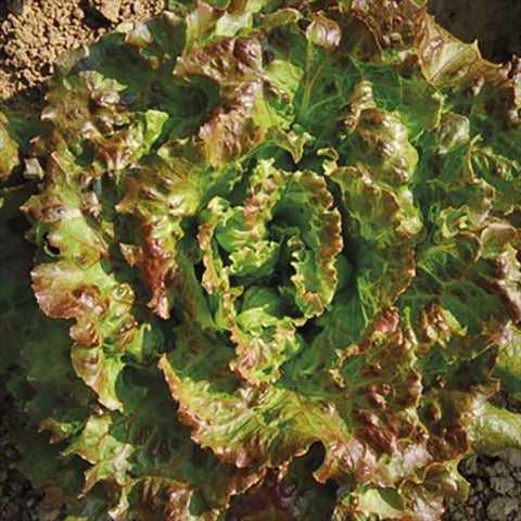 Lettuce (Crisphead), Lovelock (Certified Organic Seeds)