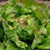 Lettuce (Butterhead), Merveille de Quatre Saisons (Organically Grown Seeds)