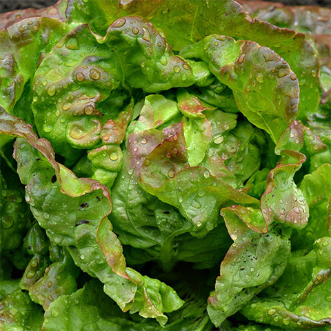 Lettuce (Butterhead), Merveille de Quatre Saisons (Organically Grown Seeds)