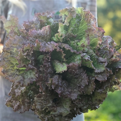 Lettuce (Leaf), New Red Fire (Organically Grown Seeds)