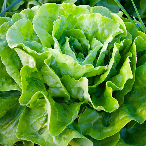 Lettuce (Romaine), Olga (Organically Grown Seeds)