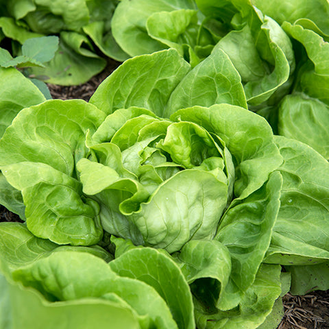 Lettuce (Butterhead), Tennis Ball (Organically Grown Seeds)